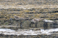 42910 Phoca vitulina (Foca comune)